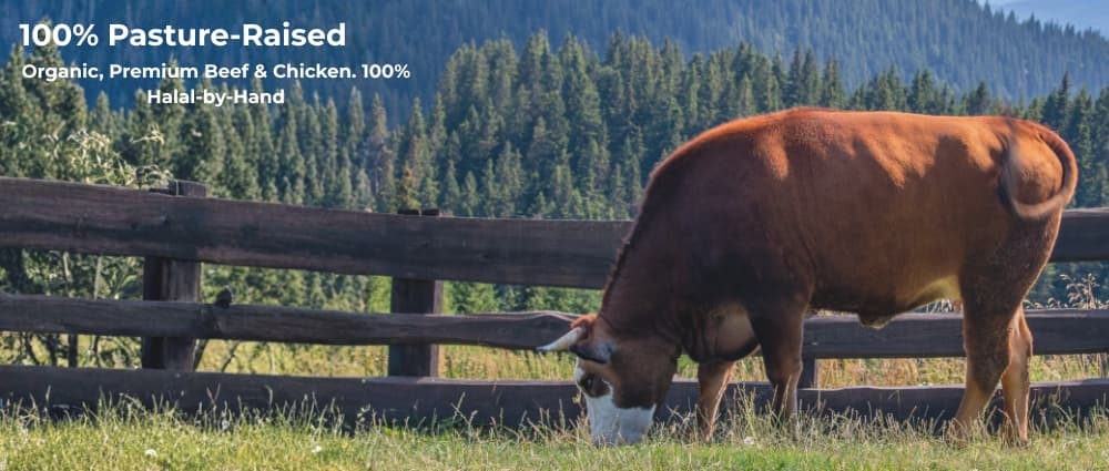 Shop all premium halal meat online Canada